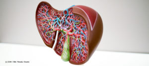Modell einer Leber, die im Längsschnitt gezeigt wird. Die Leber kann infolge von Hepatitis C stark beschädigt werden.