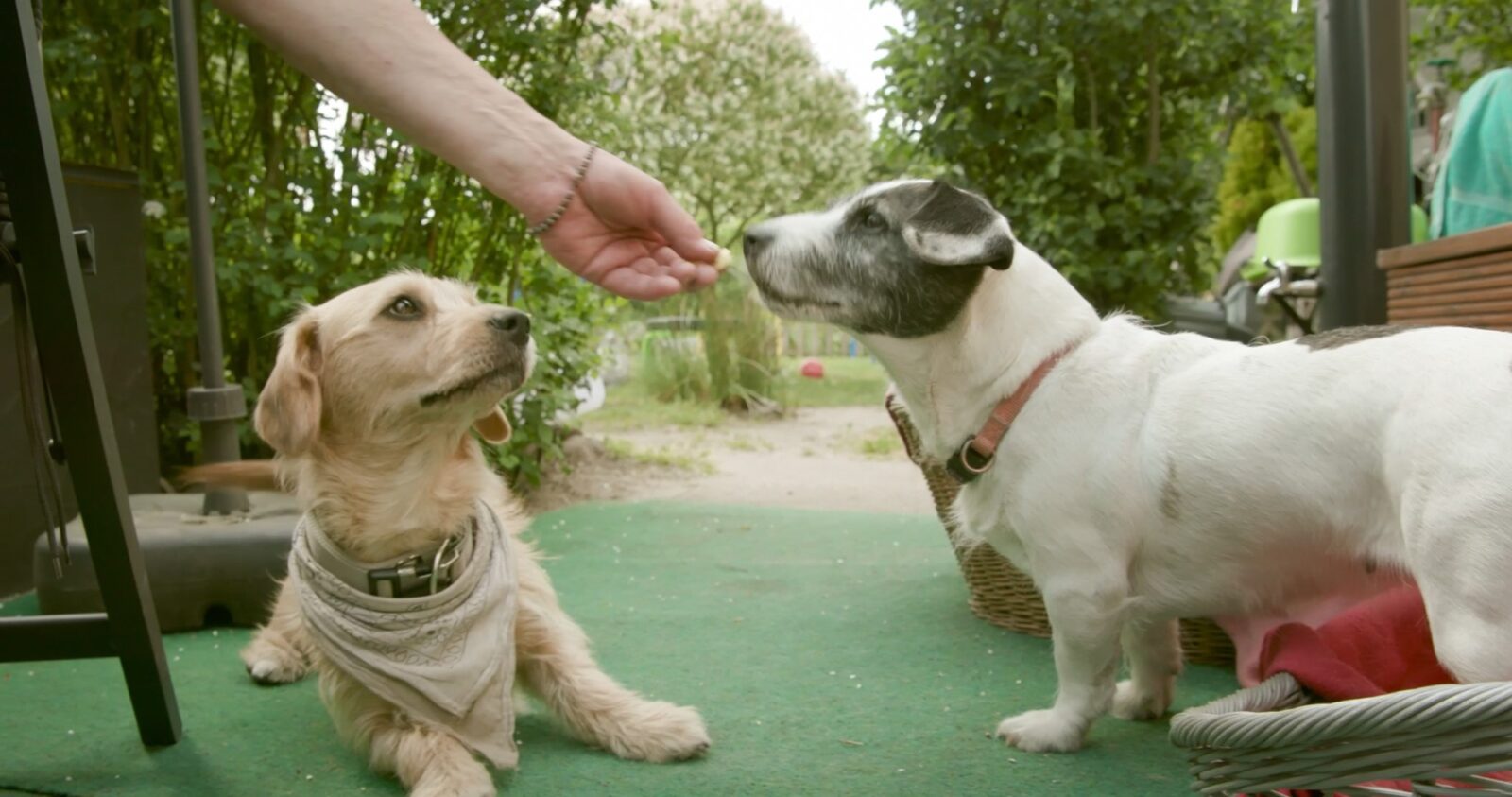 Filmszene: zwei kleine Hunde im Garten und eine Hand reicht Futter