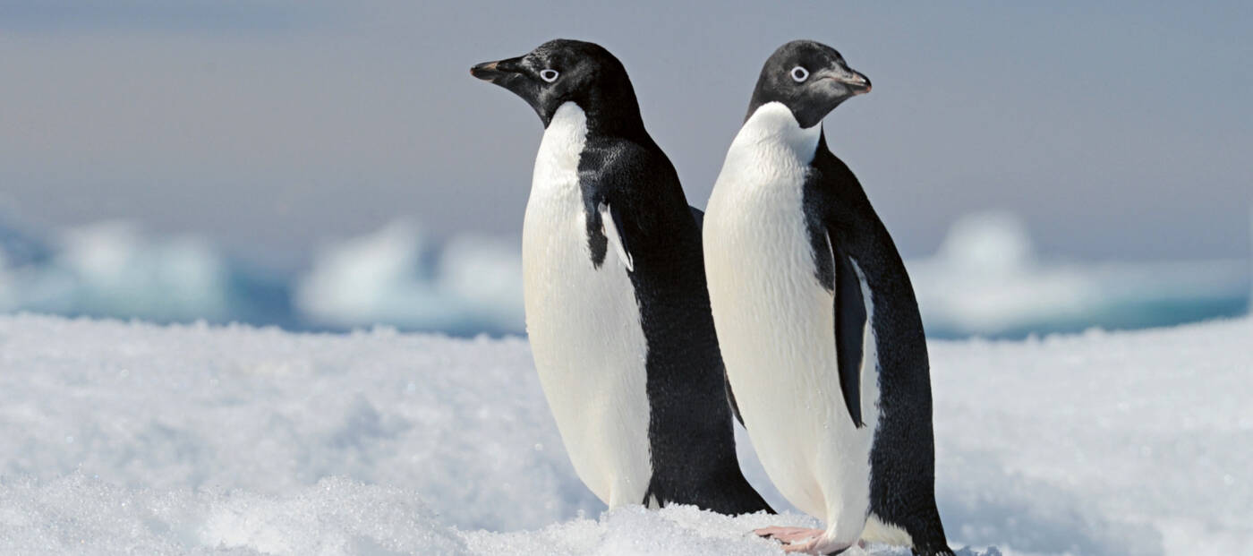 Zwei Pinguine in einer Schneelandschaft