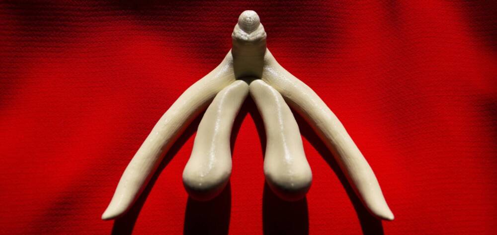 Fotos eines Klitorismodells