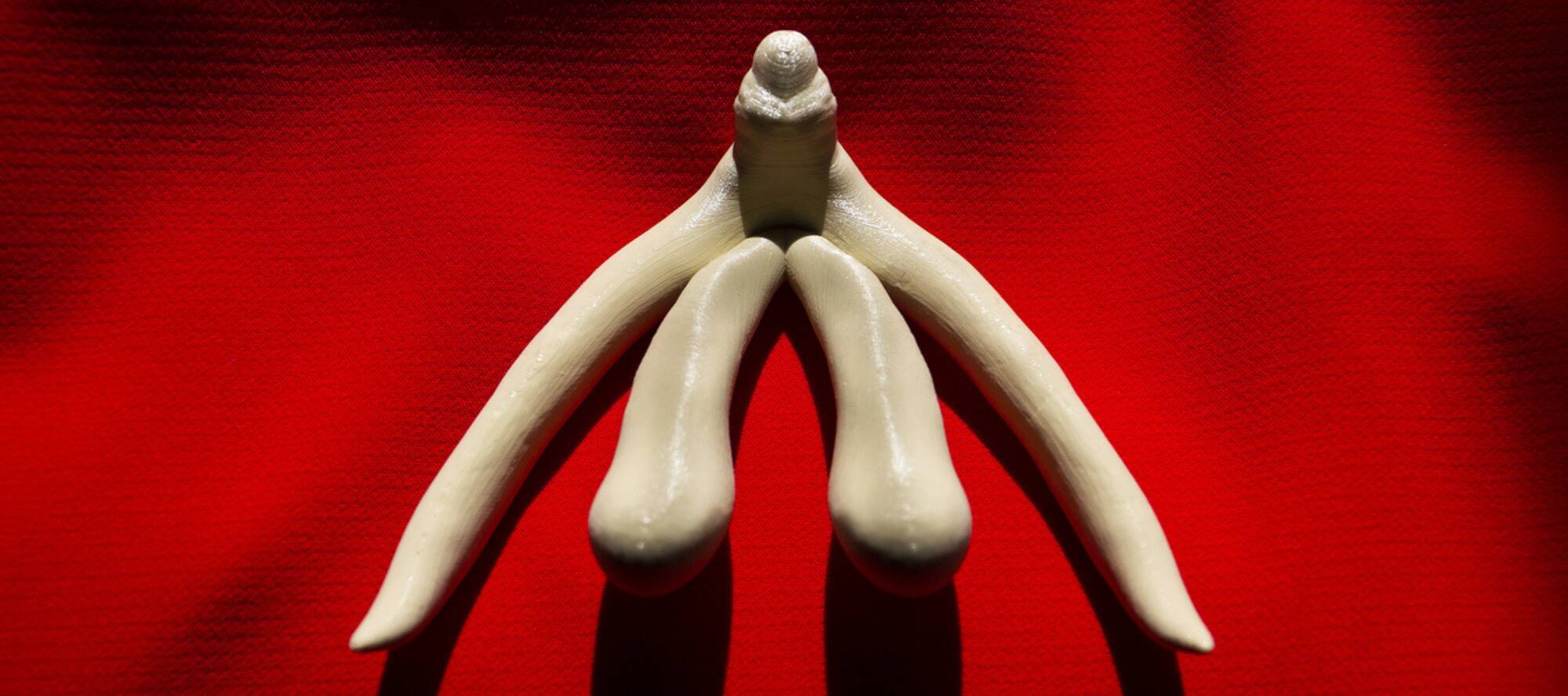 Fotos eines Klitorismodells